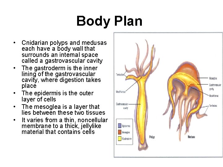 Body Plan • Cnidarian polyps and medusas each have a body wall that surrounds