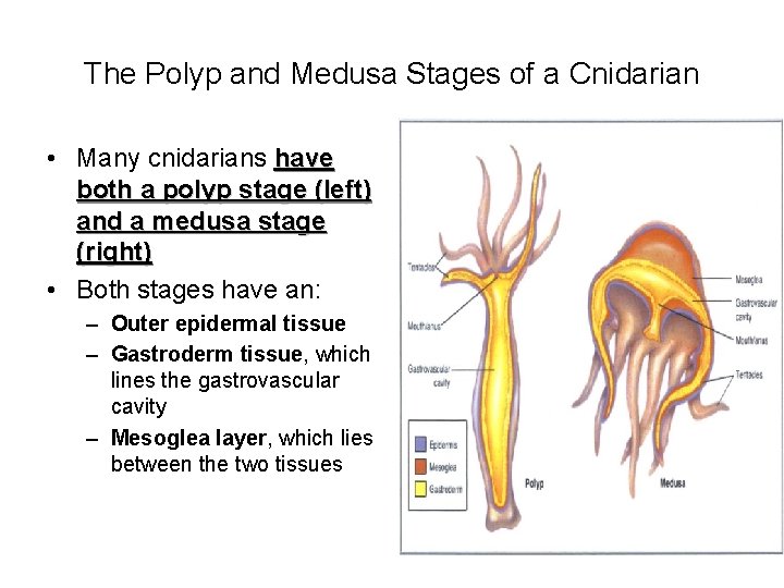 The Polyp and Medusa Stages of a Cnidarian • Many cnidarians have both a