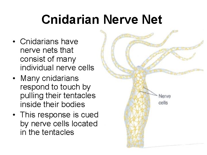Cnidarian Nerve Net • Cnidarians have nerve nets that consist of many individual nerve