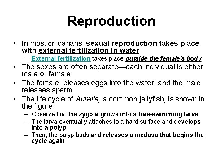 Reproduction • In most cnidarians, sexual reproduction takes place with external fertilization in water