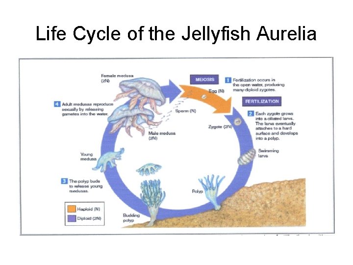 Life Cycle of the Jellyfish Aurelia 