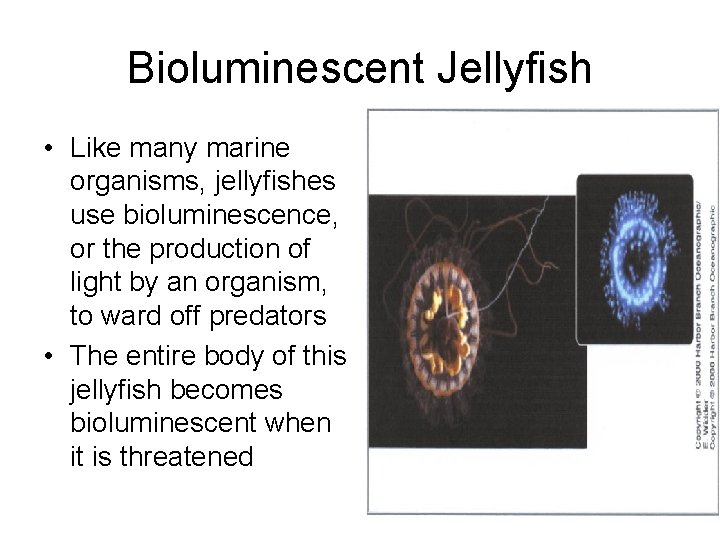 Bioluminescent Jellyfish • Like many marine organisms, jellyfishes use bioluminescence, or the production of