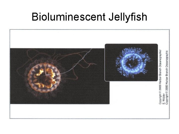 Bioluminescent Jellyfish 