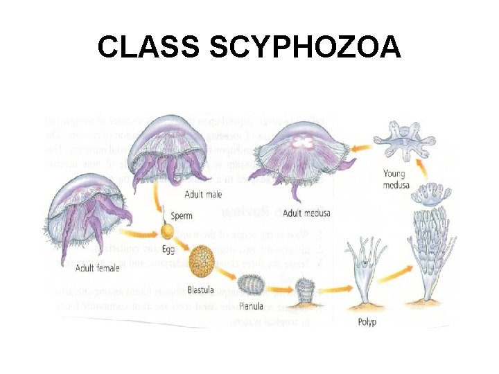 CLASS SCYPHOZOA 