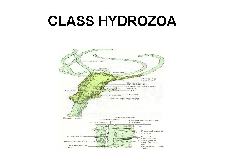 CLASS HYDROZOA 