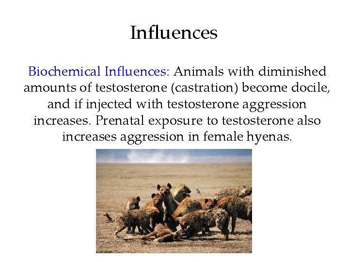 Influences Biochemical Influences: Animals with diminished amounts of testosterone (castration) become docile, and if