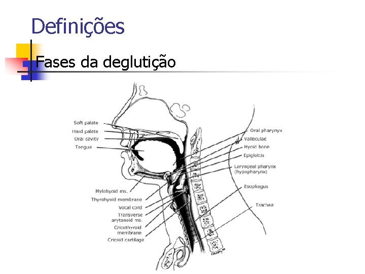 Definições n Fases da deglutição Definições n Fases da deglutição