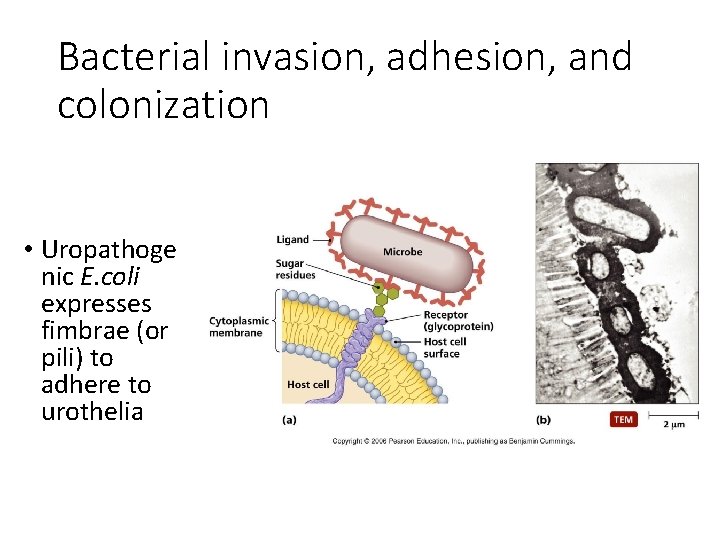 Bacterial invasion, adhesion, and colonization • Uropathoge nic E. coli expresses fimbrae (or pili)