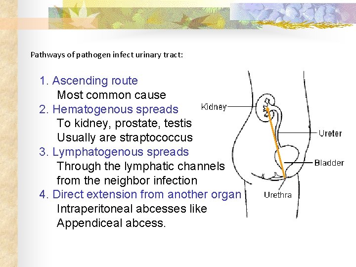 Pathways of pathogen infect urinary tract: 1. Ascending route Most common cause 2. Hematogenous