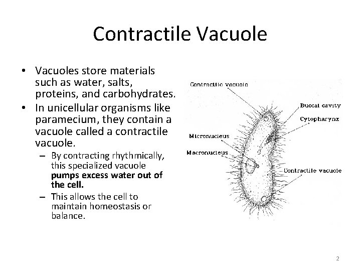 Contractile Vacuole • Vacuoles store materials such as water, salts, proteins, and carbohydrates. •