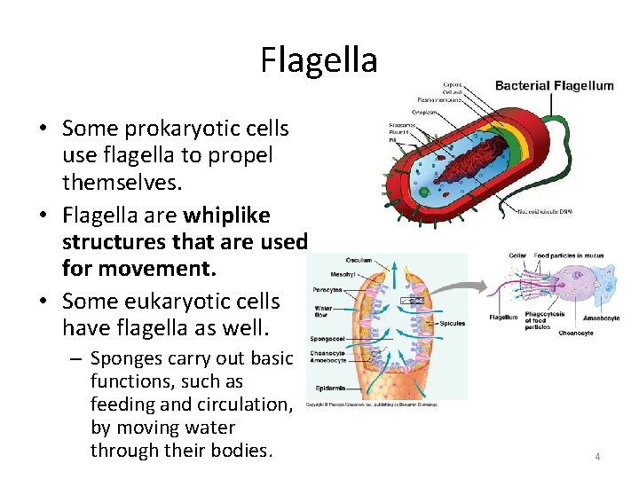 Flagella • Some prokaryotic cells use flagella to propel themselves. • Flagella are whiplike Flagella • Some prokaryotic cells use flagella to propel themselves. • Flagella are whiplike