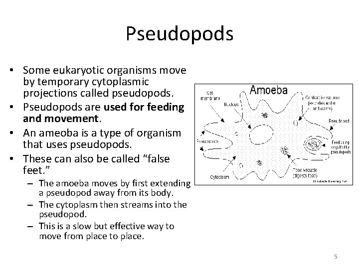 Pseudopods • Some eukaryotic organisms move by temporary cytoplasmic projections called pseudopods. • Pseudopods Pseudopods • Some eukaryotic organisms move by temporary cytoplasmic projections called pseudopods. • Pseudopods