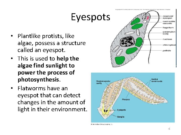 Eyespots • Plantlike protists, like algae, possess a structure called an eyespot. • This Eyespots • Plantlike protists, like algae, possess a structure called an eyespot. • This
