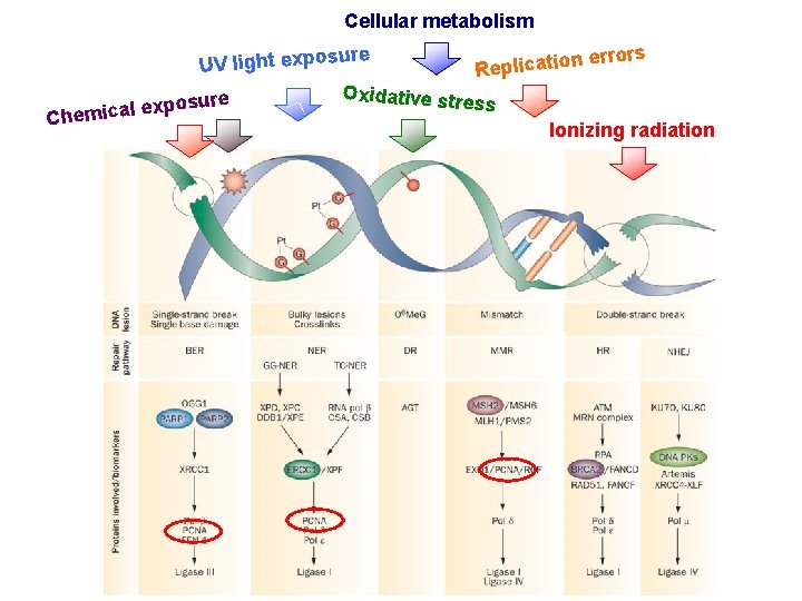 Cellular metabolism re n errors o i t a c UV light exposu i