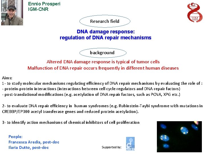 Ennio Prosperi IGM-CNR Research field DNA damage response: regulation of DNA repair mechanisms background
