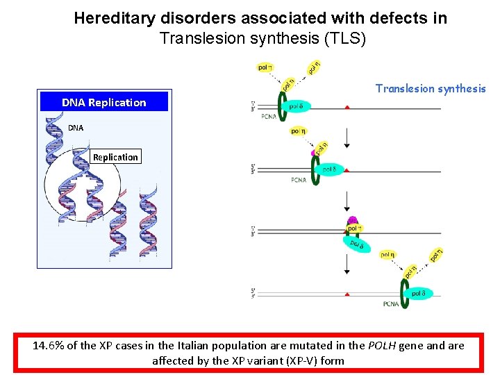 Hereditary disorders associated with defects in Translesion synthesis (TLS) DNA Replication Translesion synthesis DNA