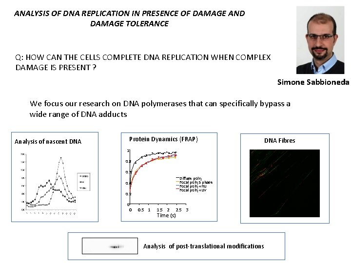 ANALYSIS OF DNA REPLICATION IN PRESENCE OF DAMAGE AND DAMAGE TOLERANCE Q: HOW CAN