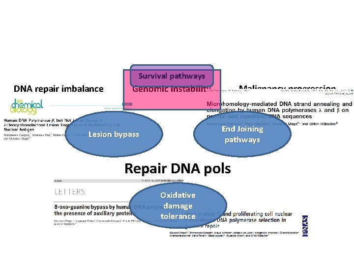 Survival pathways DNA repair imbalance Genomic instability Malignancy progression End Joining pathways Lesion bypass