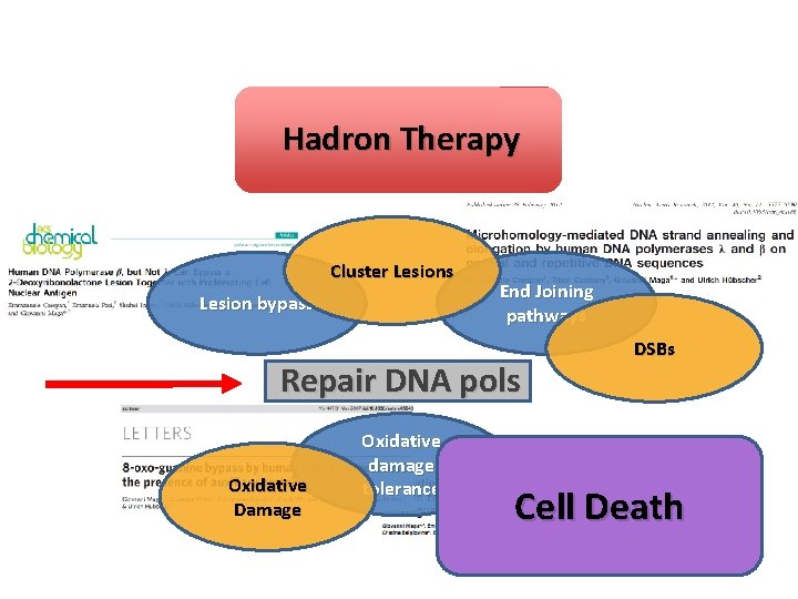 Hadron Therapy Cluster Lesions Lesion bypass End Joining pathways Repair DNA pols Oxidative Damage