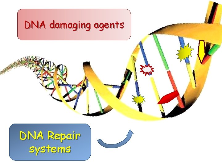 DNA damaging agents DNA Repair systems 