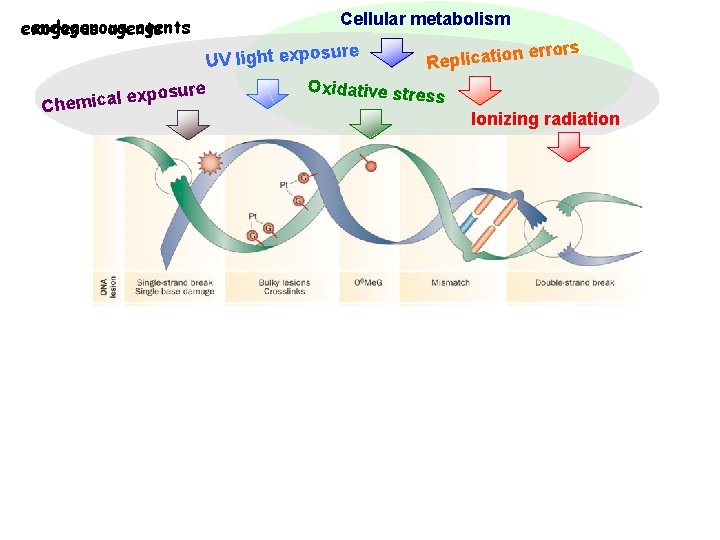 endogenous agents exogenus agents Cellular metabolism re n errors o i t a c