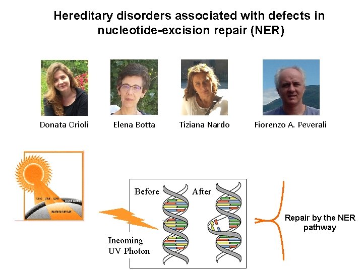 Hereditary disorders associated with defects in nucleotide-excision repair (NER) Donata Orioli Elena Botta Before