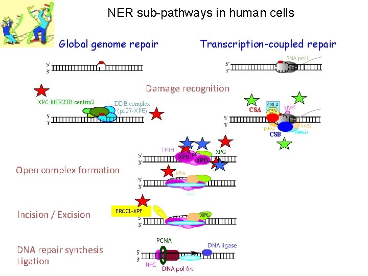 NER sub-pathways in human cells Global genome repair Transcription-coupled repair Damage recognition XPC-h. HR