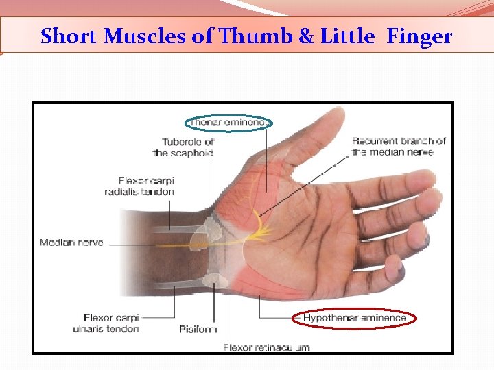 Short Muscles of Thumb & Little Finger 