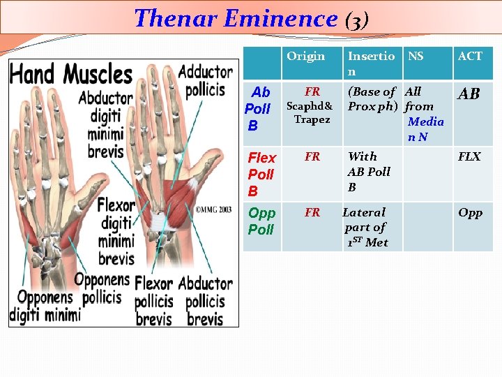 Thenar Eminence (3) Origin Insertio NS n ACT FR (Base of All Prox ph)