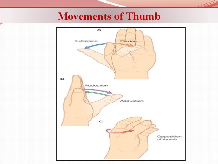 Movements of Thumb 