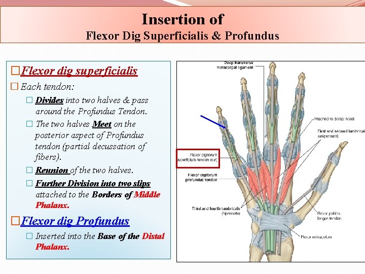 Insertion of Flexor Dig Superficialis & Profundus �Flexor dig superficialis � Each tendon: �