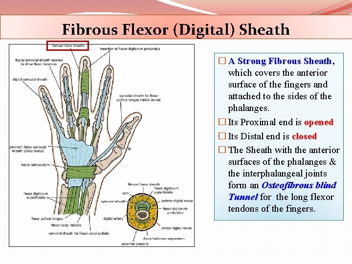 Fibrous Flexor (Digital) Sheath � A Strong Fibrous Sheath, which covers the anterior surface