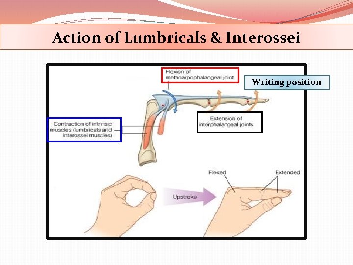 Action of Lumbricals & Interossei Writing position 