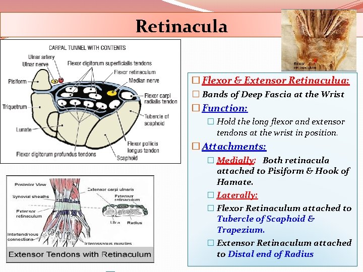 Retinacula � Flexor & Extensor Retinaculua: � Bands of Deep Fascia at the Wrist