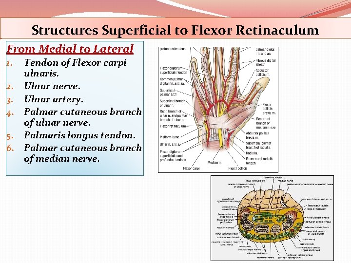 Structures Superficial to Flexor Retinaculum From Medial to Lateral Tendon of Flexor carpi ulnaris.