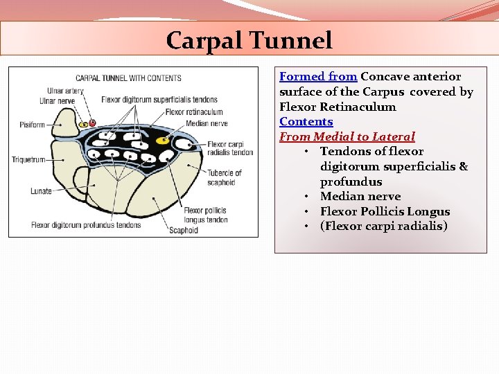 Carpal Tunnel Formed from Concave anterior surface of the Carpus covered by Flexor Retinaculum