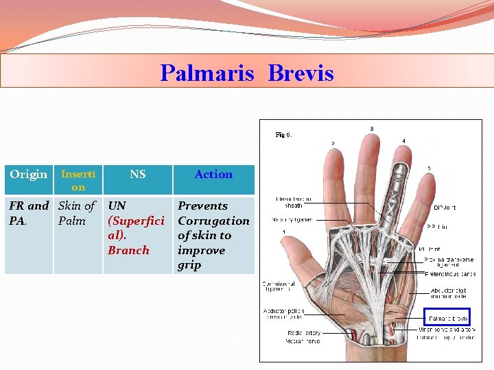 Palmaris Brevis Origin Inserti on FR and Skin of PA. Palm NS Action UN