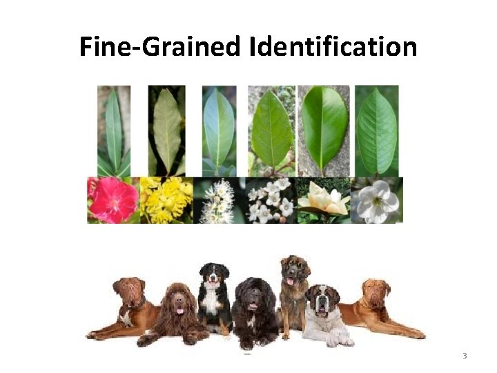 Fine-Grained Identification 3 