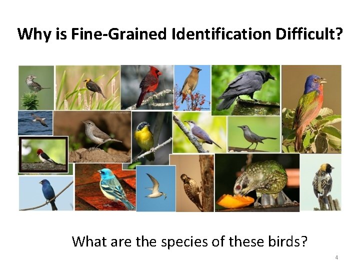 Why is Fine-Grained Identification Difficult? What are the species of these birds? 4 