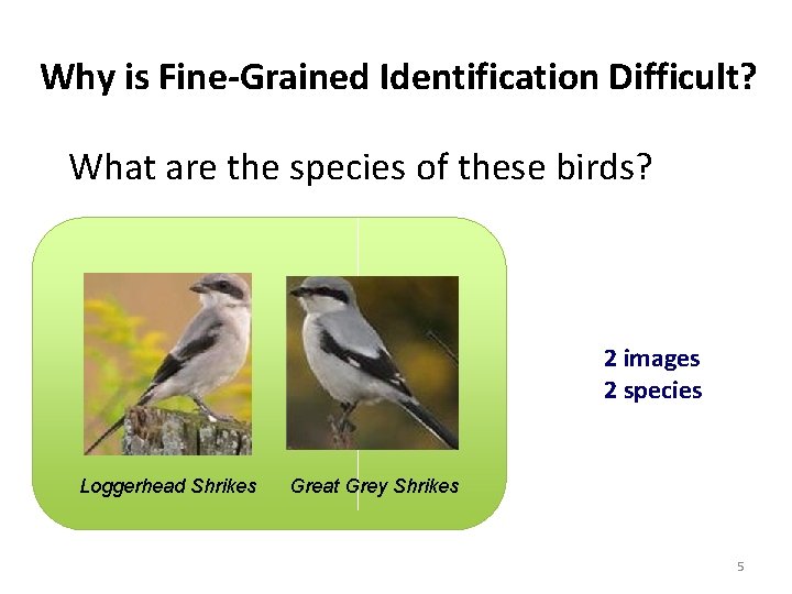 Why is Fine-Grained Identification Difficult? What are the species of these birds? Cardigan Welsh