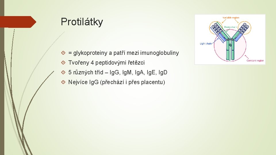 Protilátky = glykoproteiny a patří mezi imunoglobuliny Tvořeny 4 peptidovými řetězci 5 různých tříd