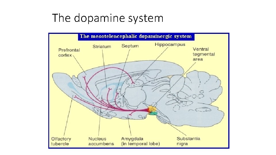 The dopamine system 