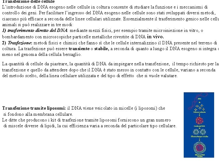 Transfezione delle cellule L’introduzione di DNA esogeno nelle cellule in coltura consente di studiare