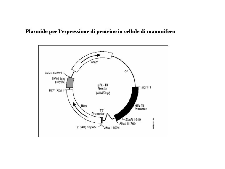 Plasmide per l’espressione di proteine in cellule di mammifero 