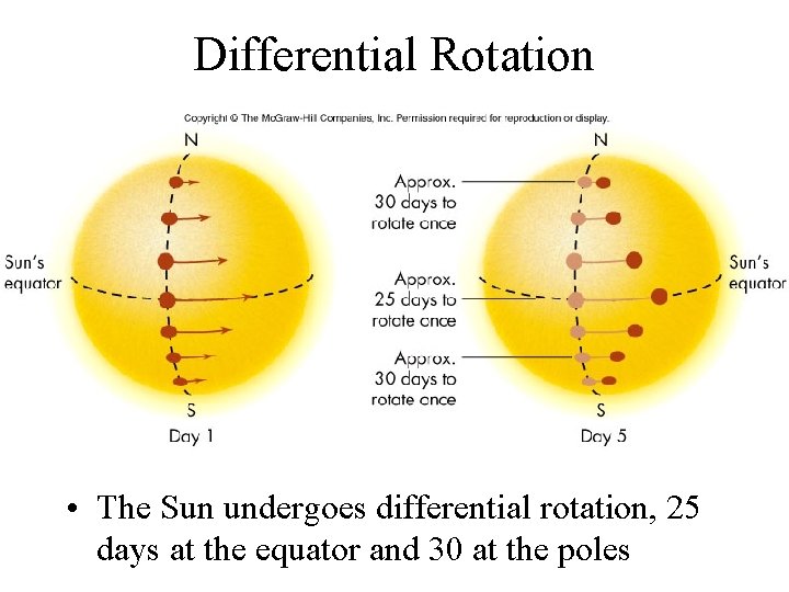 Differential Rotation • The Sun undergoes differential rotation, 25 days at the equator and