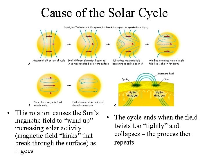 Cause of the Solar Cycle • This rotation causes the Sun’s magnetic field to