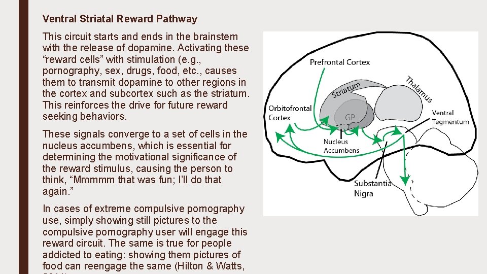 Ventral Striatal Reward Pathway This circuit starts and ends in the brainstem with the