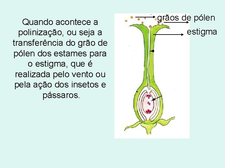 Quando acontece a polinização, ou seja a transferência do grão de pólen dos estames