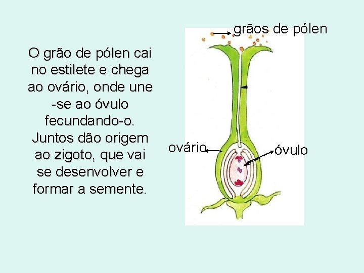 grãos de pólen O grão de pólen cai no estilete e chega ao ovário,