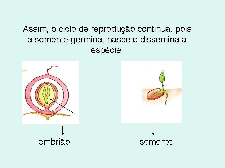 Assim, o ciclo de reprodução continua, pois a semente germina, nasce e dissemina a